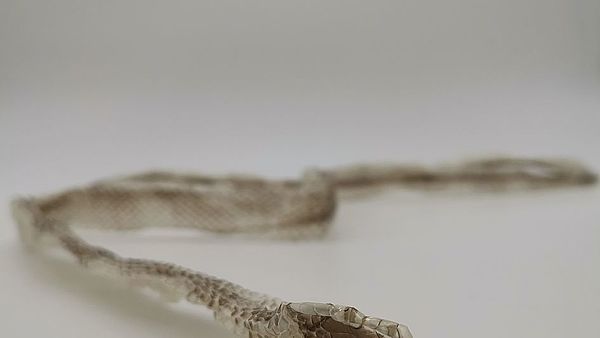 Skin of the Californa King Snake 