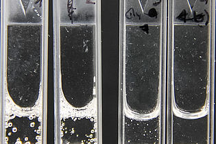 Peroxidase-Test in Küvetten