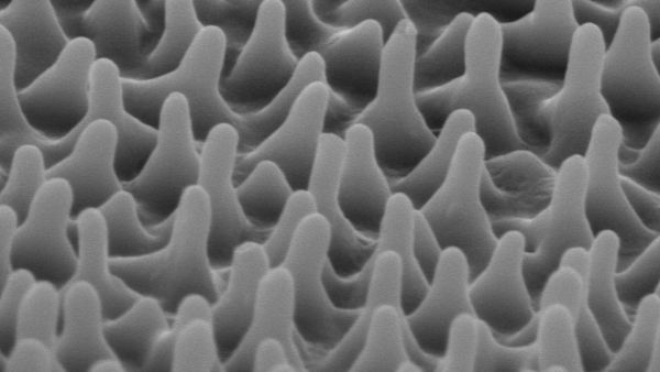 Nanostruktur auf einem Zikadenflügel