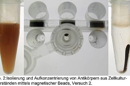 Isolierung und Aufkonzentrierung von Antikörpern 