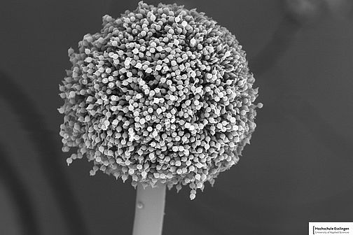 Aspergillus niger unter einem Rasterelktronenmikroskop