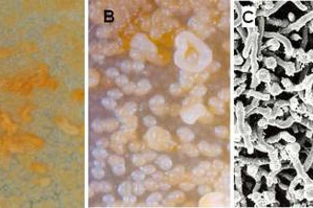 Microscope images of various substances 