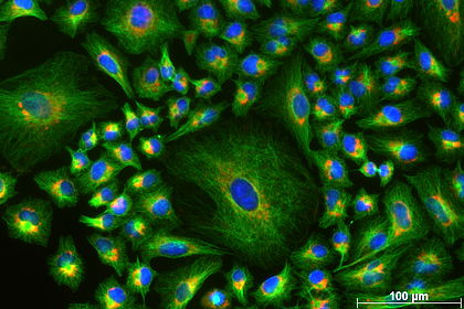 Microscopic image of methanol