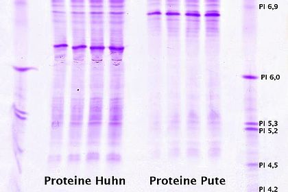 Isoelektrische Fokusierung von Proteinen 