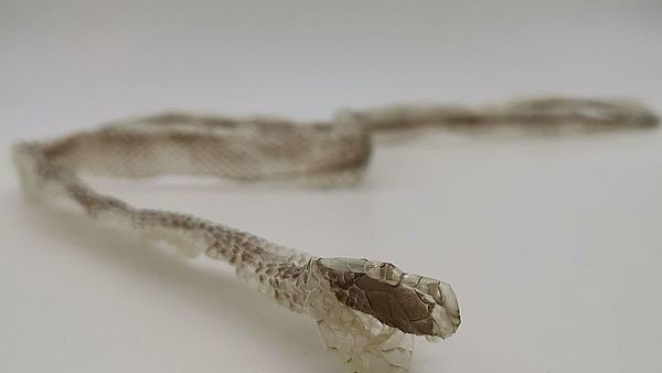Schlangenhaut der Californa King Snake