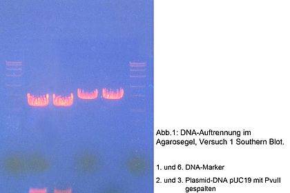 Auftrennung von DNA mittels Agarose Elektrophorese