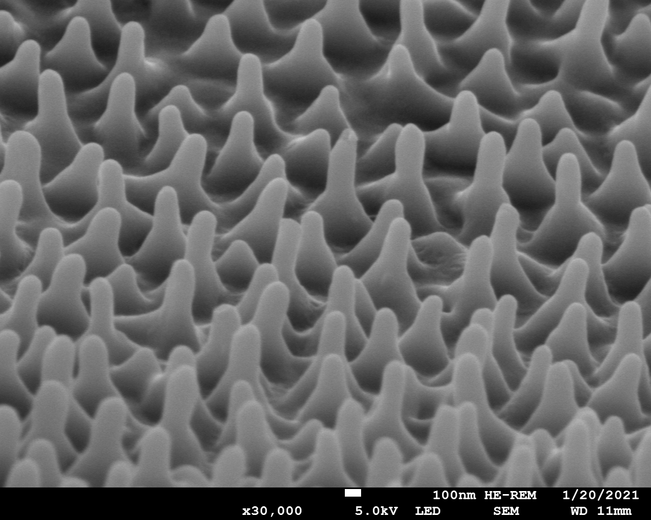 Nanostruktur auf einem Zikadenflügel Nanostruktur auf einem Zikadenflügel